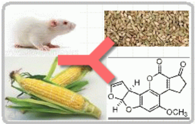 小鼠抗黃曲霉毒素B1（Monoclonal Mouse Anti- Aflatoxin B1）