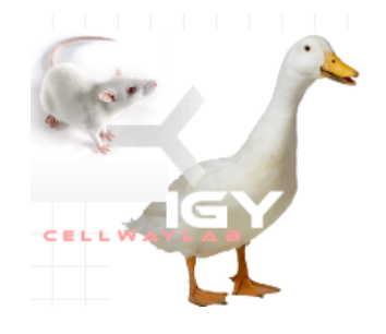 小鼠抗鴨IgY（Monoclonal Mouse Anti-Duck IgY（IgG))